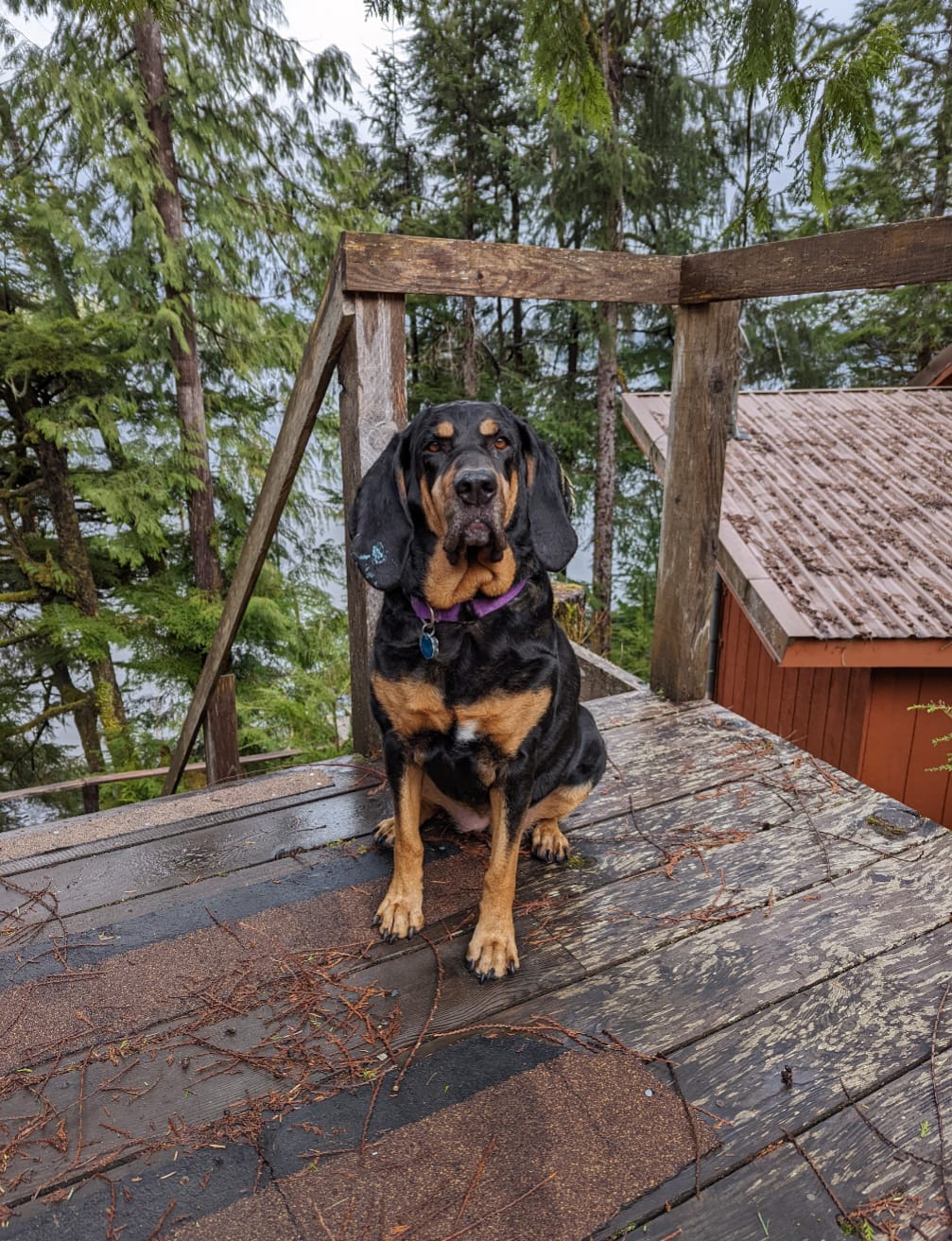Loyal Brown and black dog with long ears 